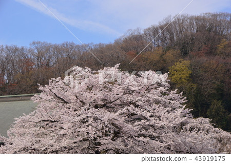 Cherry blossoms of Hachioji Samma Daikoji 43919175