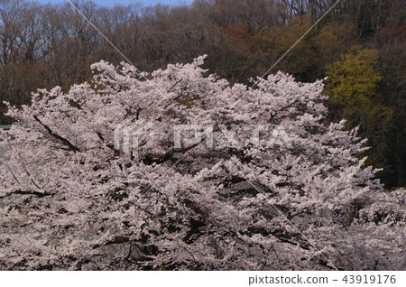 Cherry blossoms of Hachioji Samma Daikoji 43919176