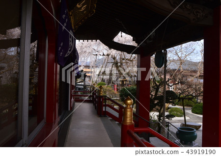Cherry blossoms of Hachioji Samma Daikoji 43919190
