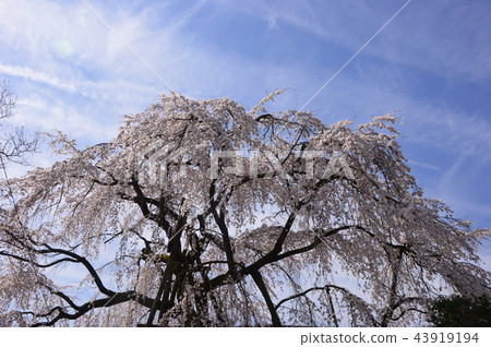 Cherry blossoms of Hachioji Samma Daikoji Cherry blossoms of Hachioji Samma Daikoji 43919194
