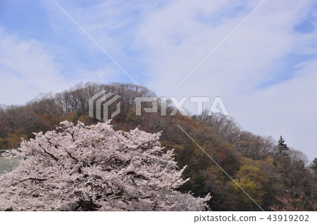 Cherry blossoms of Hachioji Samma Daikoji Cherry blossoms of Hachioji Samma Daikoji 43919202
