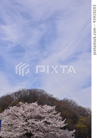 Cherry blossoms of Hachioji Samma Daikoji 43919203