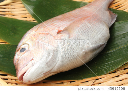 Red snapper 43919206