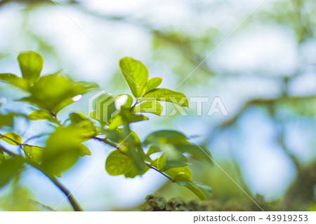 葉 葉 43919253