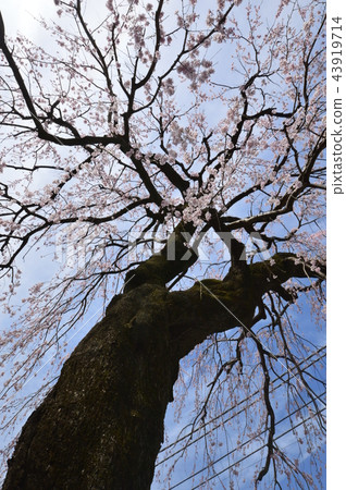 Cherry blossoms in Hachioji Higashi Asakawa Kofuku-ji 43919714