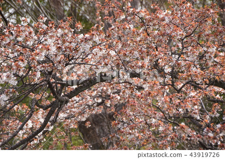 八王子東淺川Kofuku-ji的櫻花 43919726