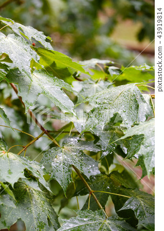 Maple branches under the falling rain 43919814