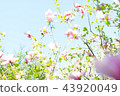 Magnolia pink blossom flowers 43920049