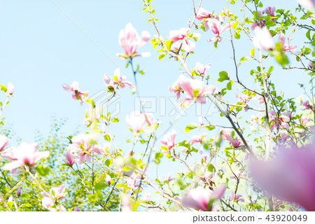 Magnolia pink blossom flowers Magnolia pink blossom flowers 43920049