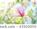 Magnolia pink blossom flowers 43920050
