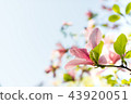Magnolia pink blossom flowers 43920051
