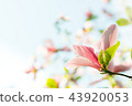Magnolia pink blossom flowers 43920053