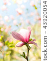 Magnolia pink blossom flowers 43920054