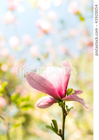Magnolia pink blossom flowers Magnolia pink blossom flowers 43920054