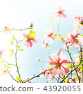 Magnolia pink blossom flowers 43920055