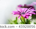 Violet pink osteosperumum daisy flower 43920056
