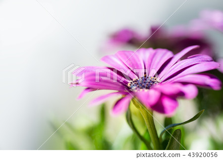Violet pink osteosperumum daisy flower Violet pink osteosperumum daisy flower 43920056