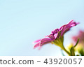 Violet pink osteosperumum daisy flower 43920057