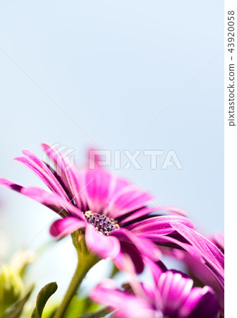 Violet pink osteosperumum daisy flower Violet pink osteosperumum daisy flower 43920058