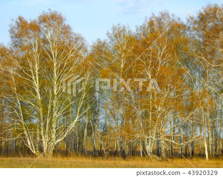 birch background birch background 43920329