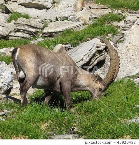 Big grazing male alpine ibex, Switzerland. Big grazing male alpine ibex, Switzerland. 43920458