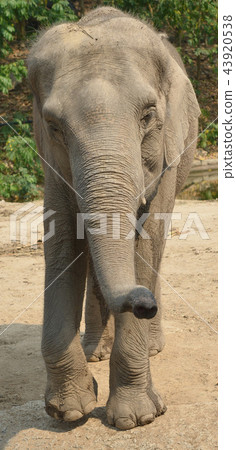 asian elephant 43920538