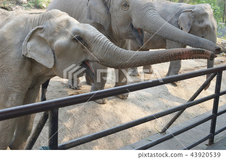 elephants elephants 43920539