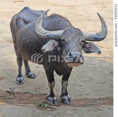 gaur or seladaing gaur or seladaing 43920541
