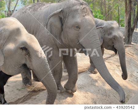 elephants elephants 43920542
