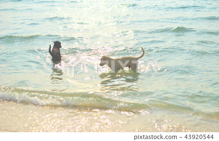 two dogs 43920544