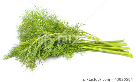 fresh dill 43920594