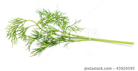 green dill 43920595