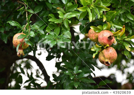 Pomegranate (gypsum) Pomegranate (gypsum) 43920639