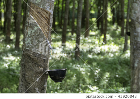 rubber tree 43920848