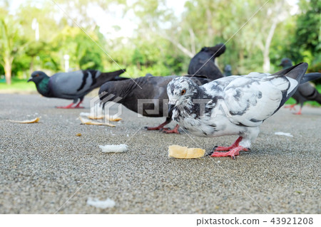 White pigeon or dove (Columba livia) eating bread. White pigeon or dove (Columba livia) eating bread. 43921208