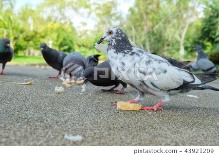 White dove or pigeon (Columba livia) eating bread. 43921209