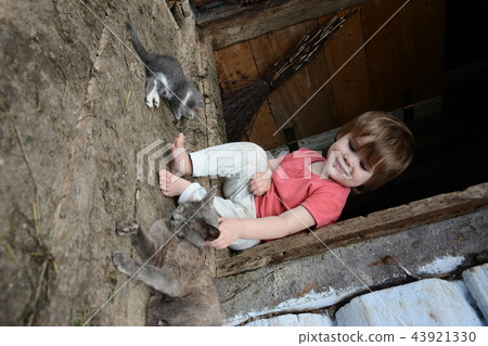 little girl is playing with a gray cat little girl is playing with a gray cat 43921330