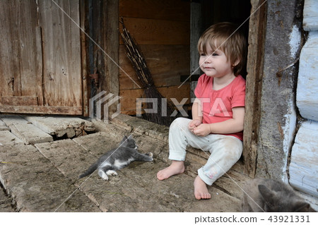 little girl is playing with a gray cat little girl is playing with a gray cat 43921331
