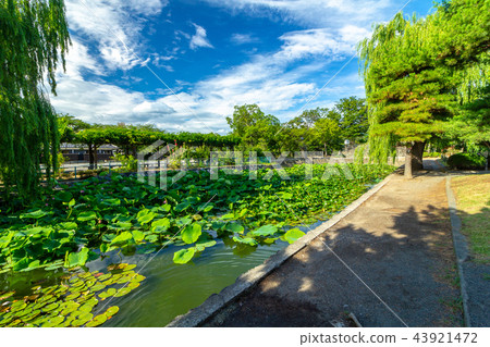Matsumoto Castle Lotus and water lily in the west side pond of the buried bridge 43921472