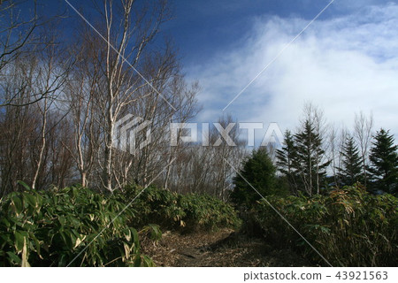 Road to the summit of Enayama Mountain trail of white birch 43921563