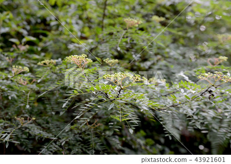 Sansho fruit 43921601