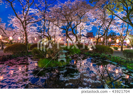 "Shizuoka Prefecture" The night cherry blossoms of Asama Taisha 43921704