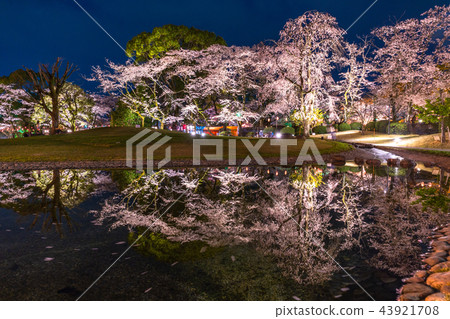 "Shizuoka Prefecture" The night cherry blossoms of Asama Taisha "Shizuoka Prefecture" The night cherry blossoms of Asama Taisha 43921708