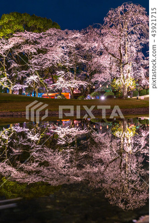 "Shizuoka Prefecture" The night cherry blossoms of Asama Taisha 43921715
