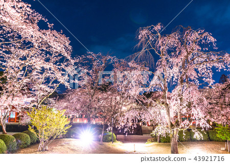 "Shizuoka Prefecture" The night cherry blossoms of Asama Taisha 43921716