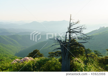 山，風景，有霧，早晨，杜鵑花，桃紅色，顏色，Taebaeksi，江原道 43922008
