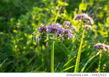 Gullwing grass, Numerous, Bora, Color, Mountain, Wildflower, Mt. Hambae, Gangwon-do 43922013