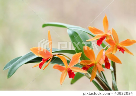 Cattleya Ginny Champion Orange Flower 43922084
