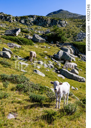 Scenery summer landscape, Pirin Mountain, Bulgaria 43922546