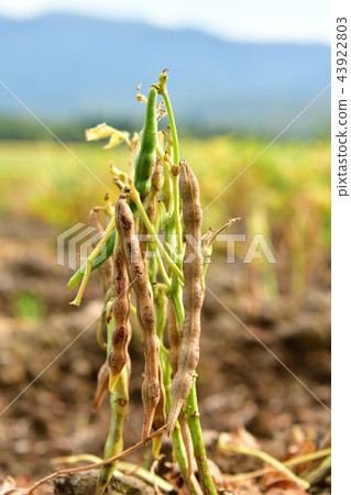 拍攝北海道綾部町的azuki豆田，秋天的季節和有色葉子的季節開始 43922803